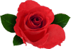 Small Flower Icon