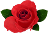 Small Flower Icon