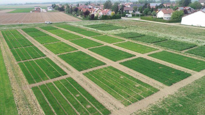 wortelstelsel groenbemesters