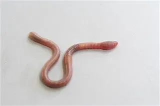 De grauwe worm komt nooit aan de oppervlakte. Hij heeft geen beschermende bovenkant. Eet ook grond en verbetert daarom de bodemstructuur.