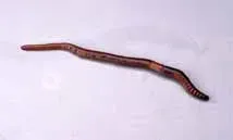 De rode regenworm leeft bovenin de grond en komt soms aan de oppervlakte