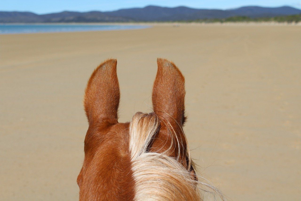 horse