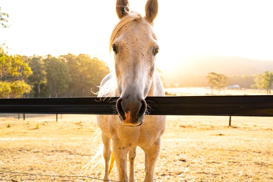 horse