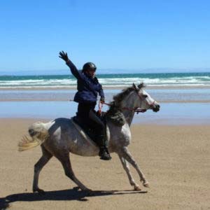 Charlotte Horse