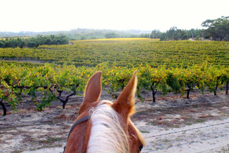 horse drinking