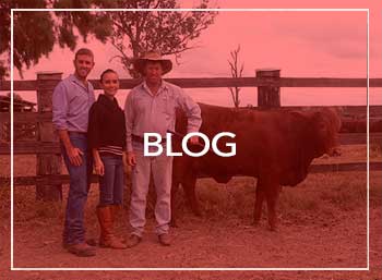 blog