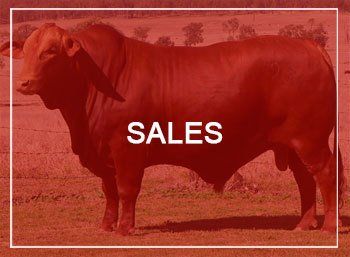 sales