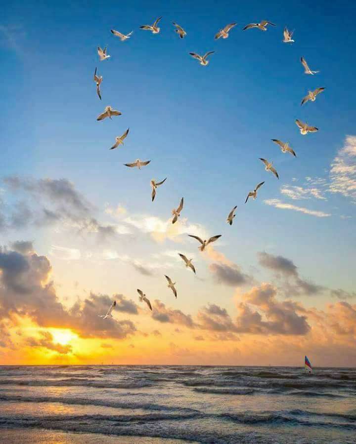 Uccelli in volo