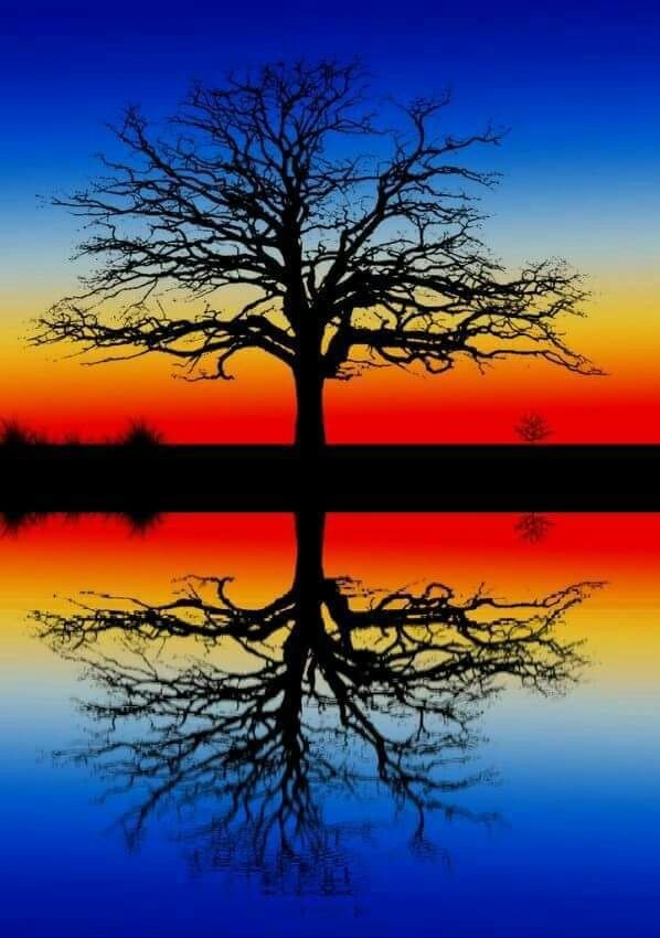 Albero riflesso in uno stagno