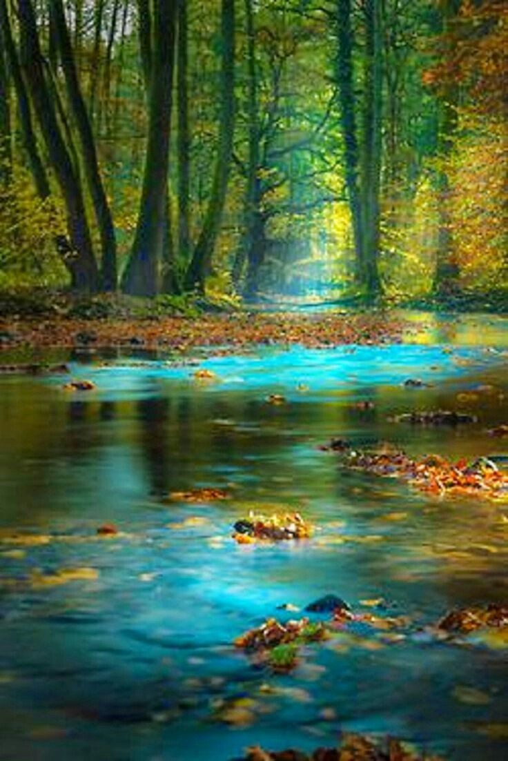 Foresta con ruscello