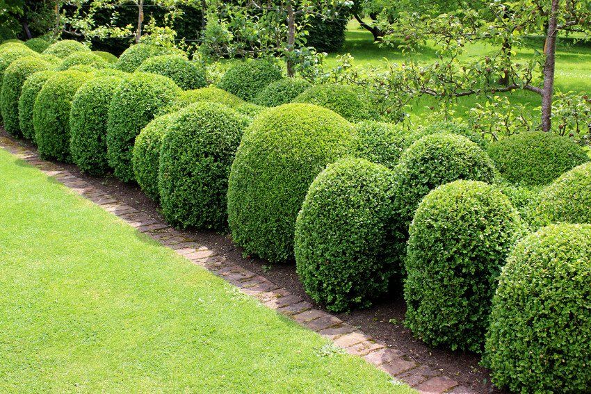 Hedge trimming/cutting