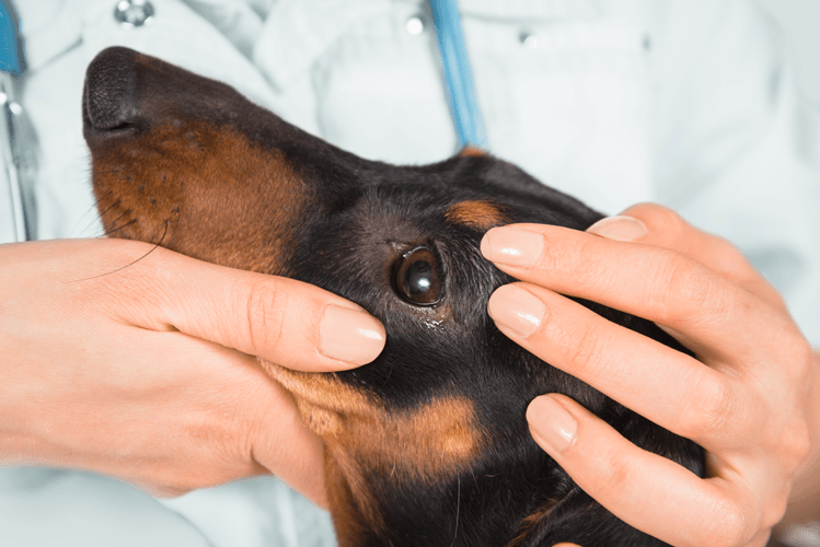 Veterinarian Examines Eye — Houston, TX — Gulf Coast Animal Eye Clinic Veterinarian Examines Eye — Houston, TX — Gulf Coast Animal Eye Clinic