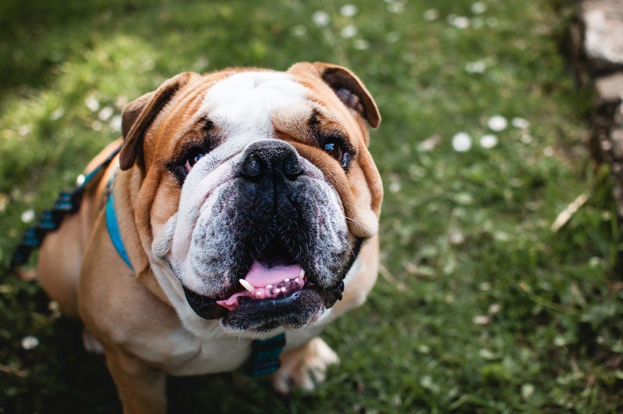 Dog Having Eye Control — Houston, TX — Gulf Coast Animal Eye Clinic Dog Having Eye Control — Houston, TX — Gulf Coast Animal Eye Clinic