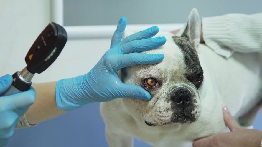 Veterinarian Ophthalmologist — Houston, TX — Gulf Coast Animal Eye Clinic Veterinarian Ophthalmologist — Houston, TX — Gulf Coast Animal Eye Clinic