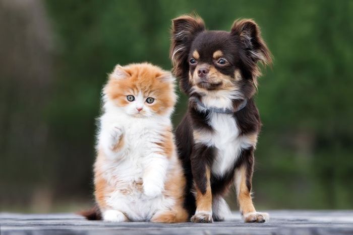 Adorable Kitten And Chihuahua — Houston, TX — Gulf Coast Animal Eye Clinic Adorable Kitten And Chihuahua — Houston, TX — Gulf Coast Animal Eye Clinic