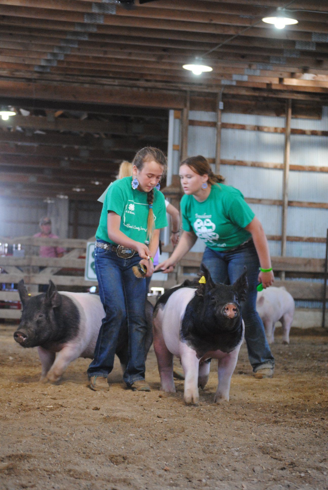 Two women are standing next to two pigs in a barn.