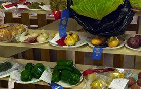 There are many different types of fruits and vegetables on the table.