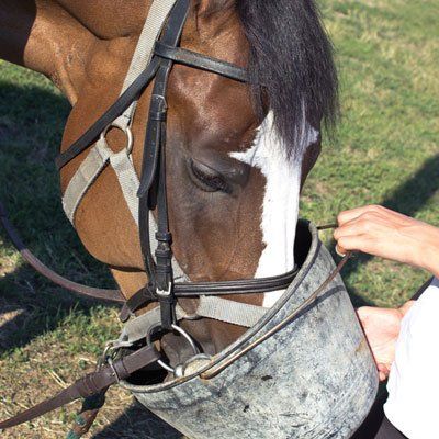 Buy quality horse feed from us