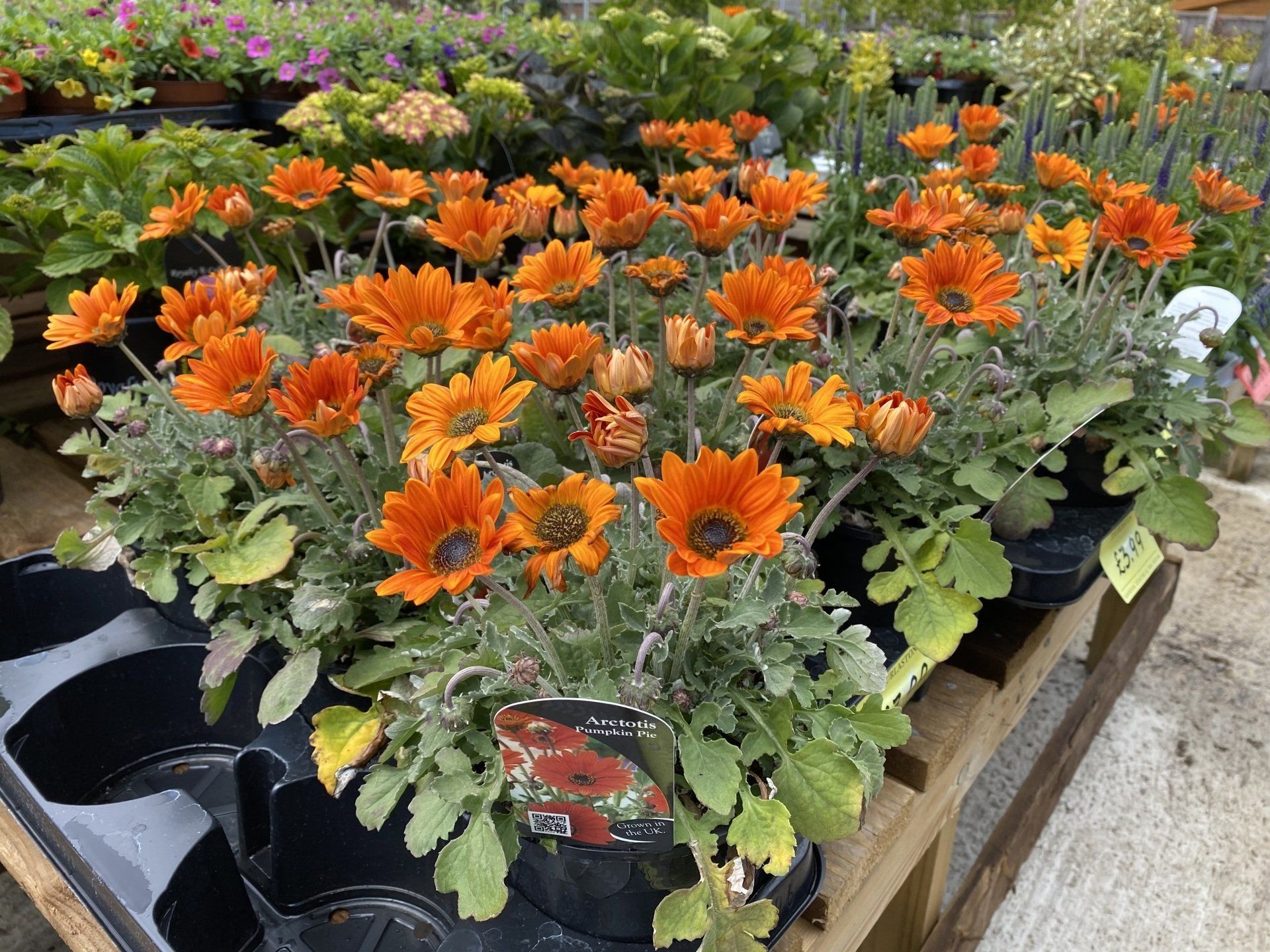 Orange flowers in black containers, on a wooden pallet, at a garden center.