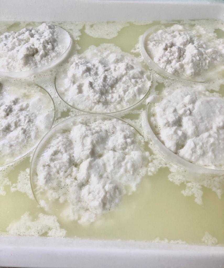 ricotta