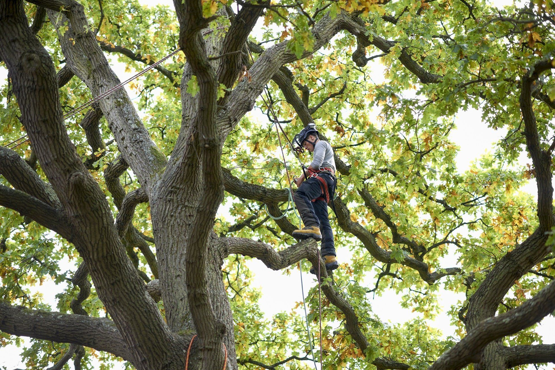 TREE SERVICES