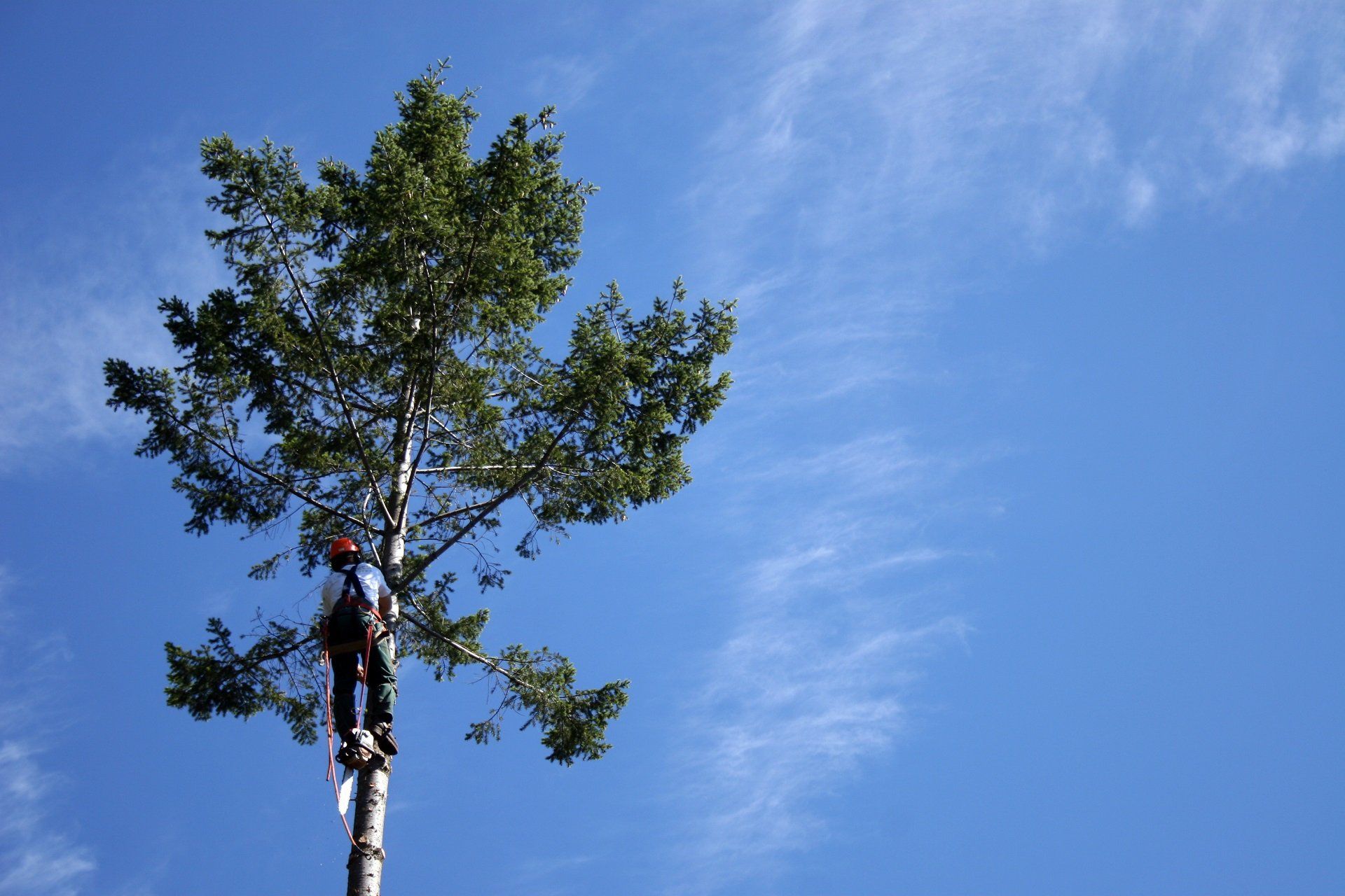 TREE FELLING