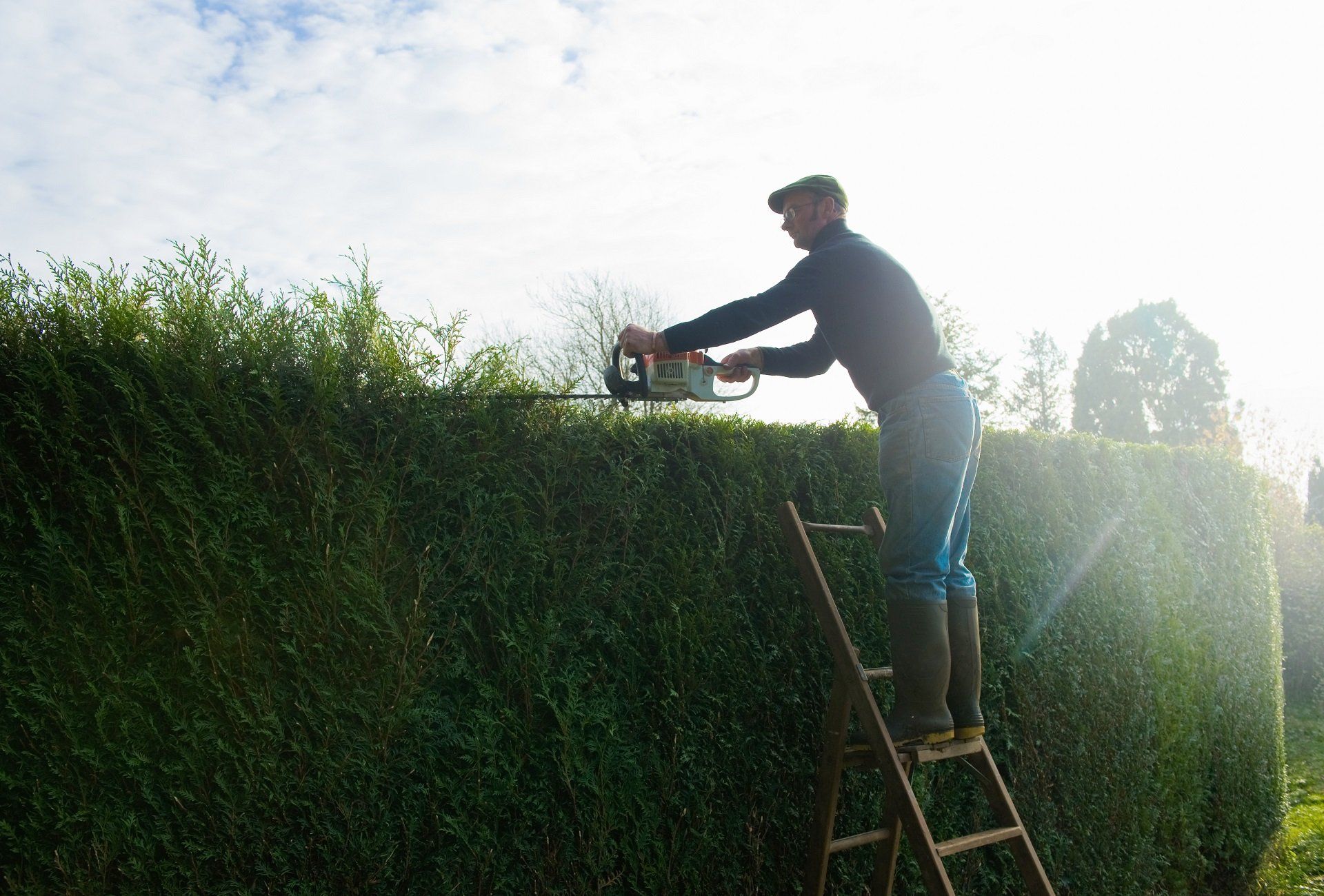 HEDGE CUTTING AND PRUNING