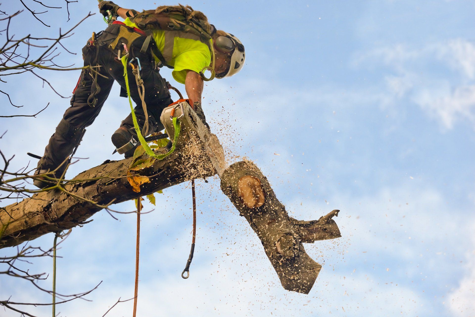 TREE SURGERY