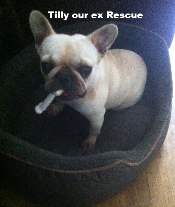 Tilley our 8yr old ex Recue Frenchie