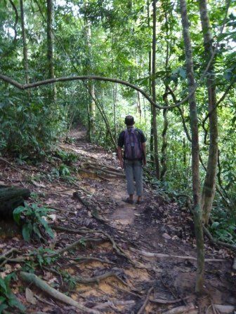 Sumatra Bukit Lawang Trekking