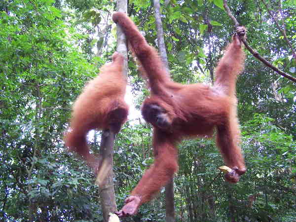 Sumatra Reise Orang Utans