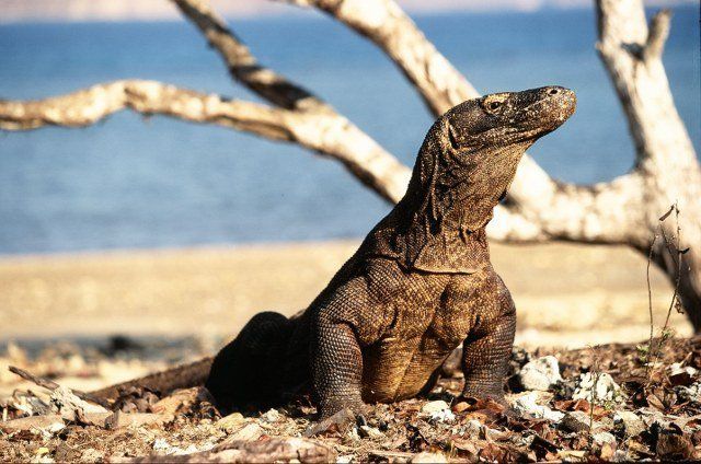 Komodo Rinca Waran bei Flores Rundreise