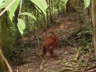 Orang Utan bei Bukit Lawang Sumatra Rundreise Orang Utans