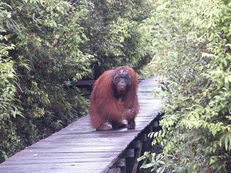Indonesien Reise zu den Orang Utans bei Tanjung Puting Kalimantan Tanjung Puting Orang Utan Reise