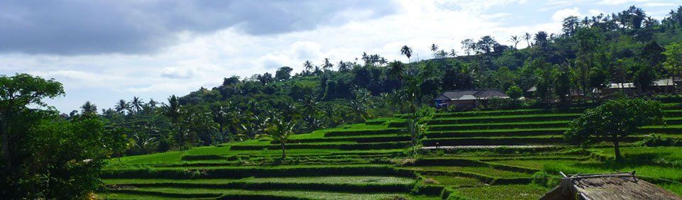 Bali Reisfelder