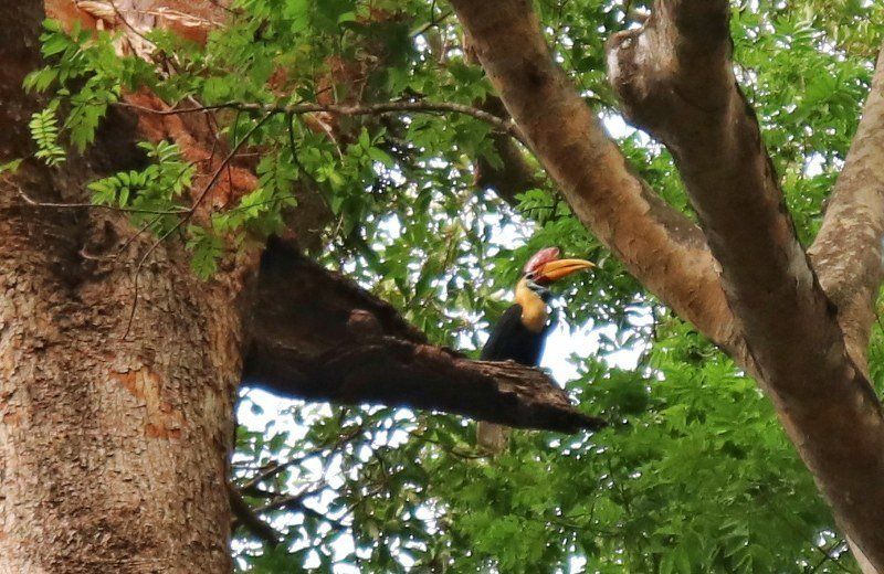 sulawesi tangkoko nationalpark
