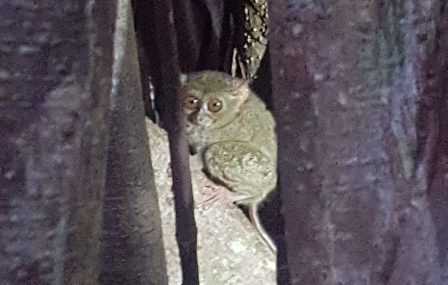 sulawesi tangkoko nationalpark tarsius spectrum