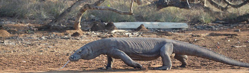 Komodo Waran