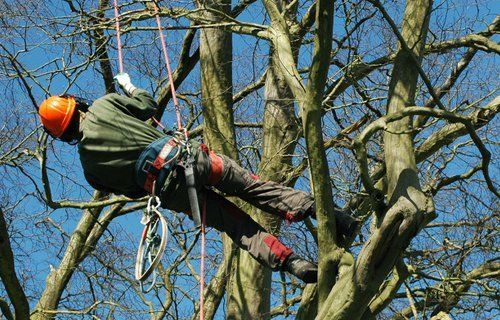 Tree surgery