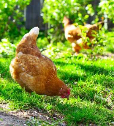 chicken