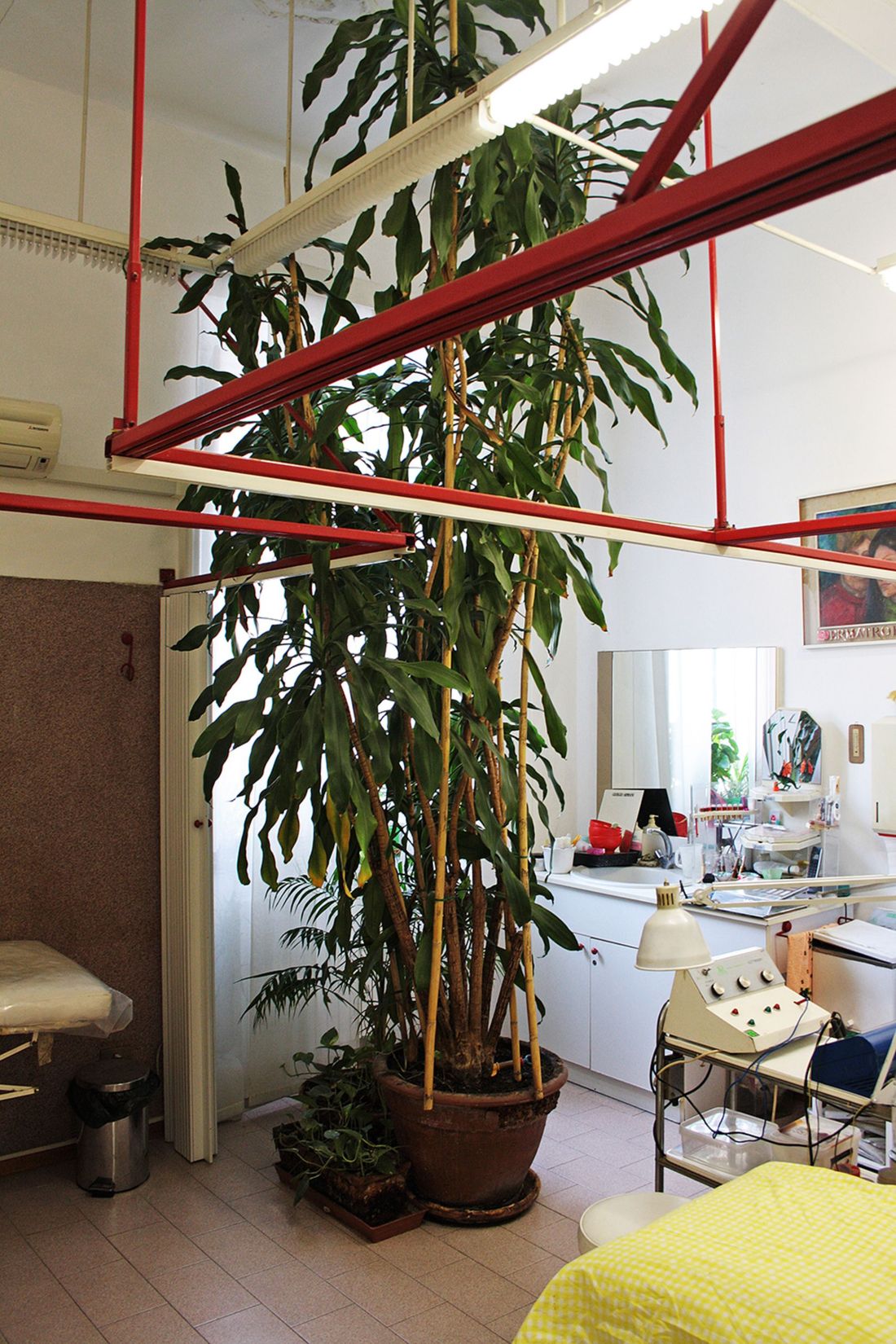 istituto di bellezza con pianta da interni alta