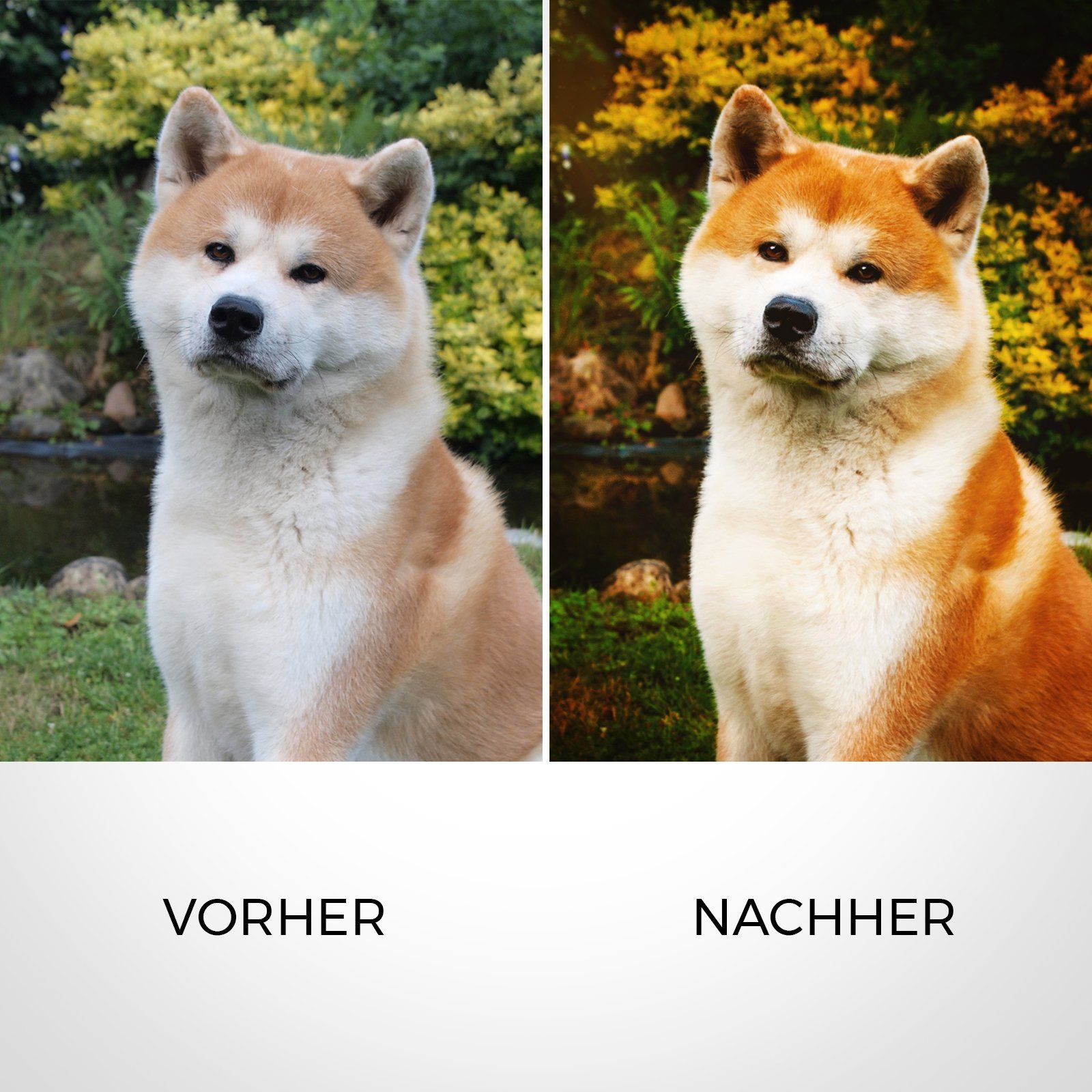 Ein Bild eines Hundes vor und nach der Fellpflege