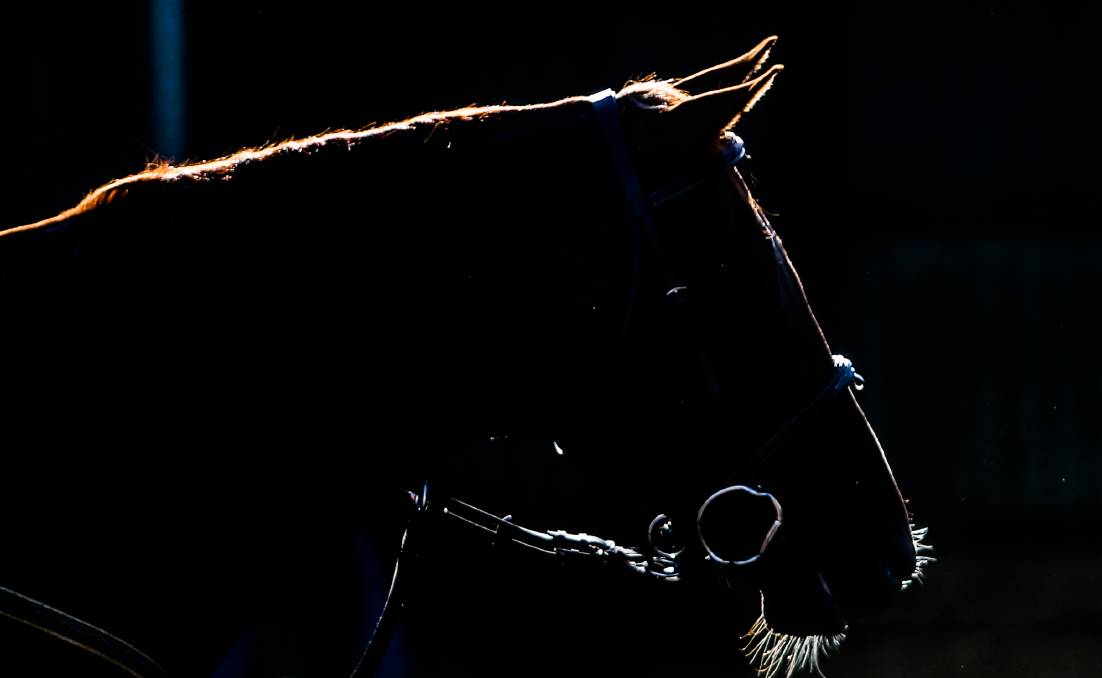 Horses warming up