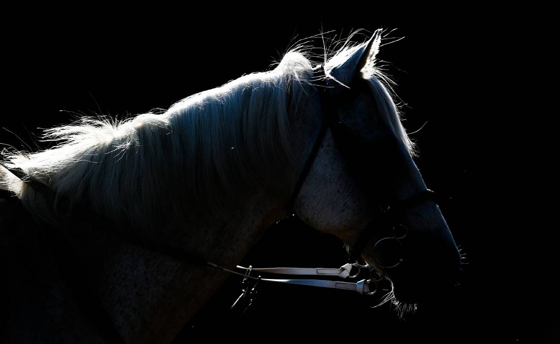 Horses warming up