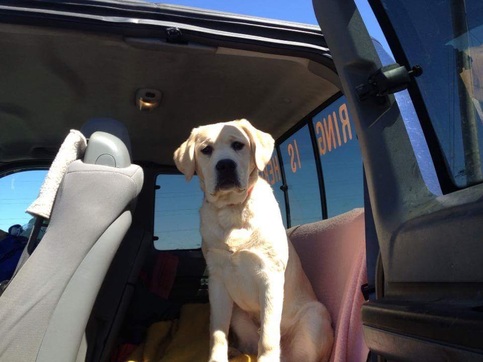 A dog is sitting in the back seat of a truck with the number 21 on the back