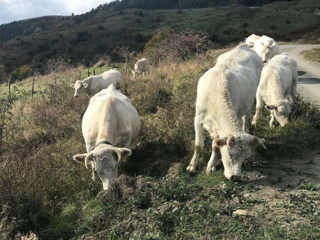 mucche all'aria aperta