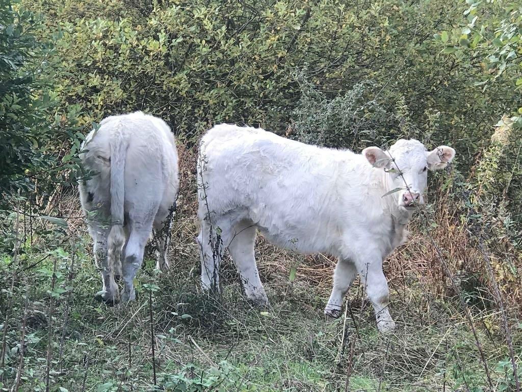 mucca bianca