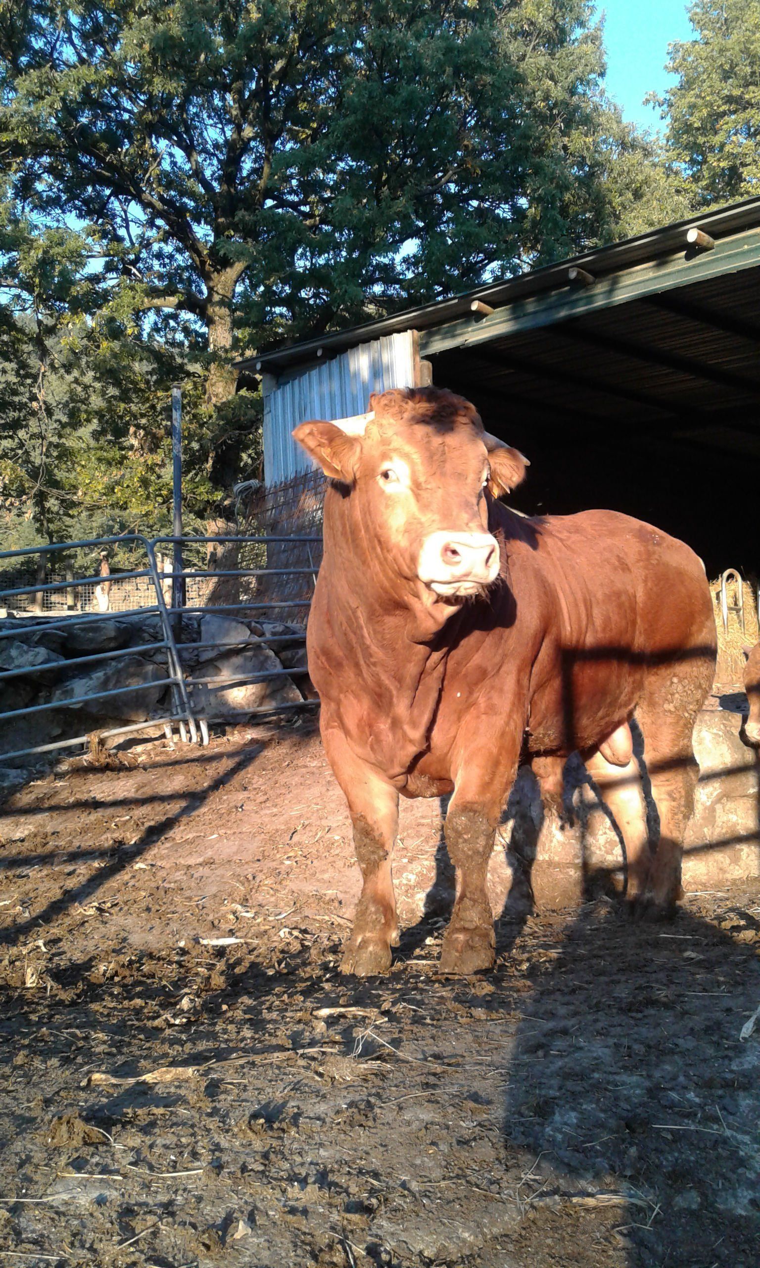mucca limousine