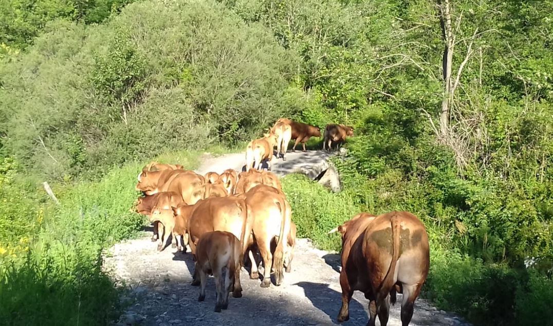 cooperativa di allevamenti biologici a Varese Ligure