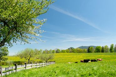 Weide vom Buchberghof Tegernsee mit Wagyu Rind aus Bayern und Natur